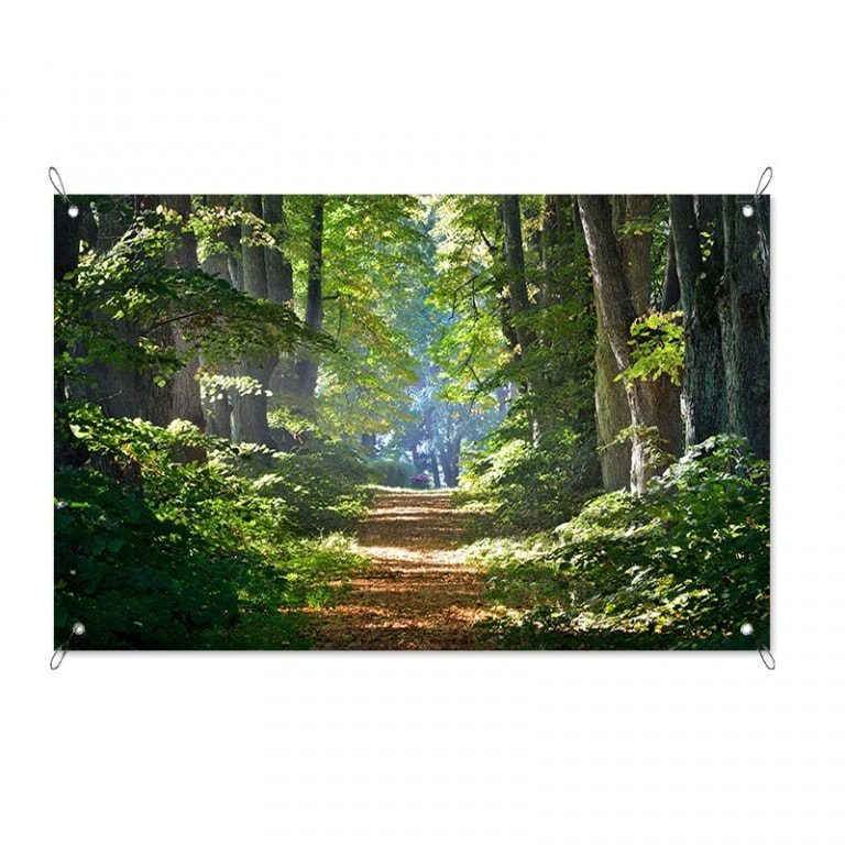 Tuinposter Boswandeling in de ochtend