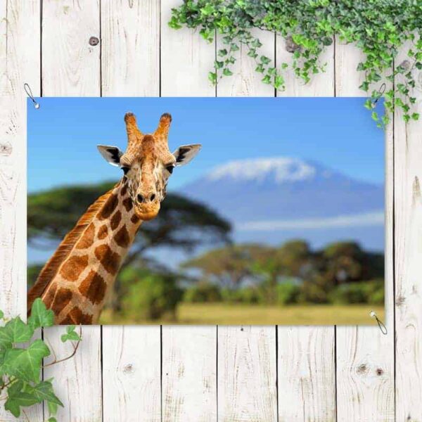 Tuinposter Giraffe voor Kilimanjaro