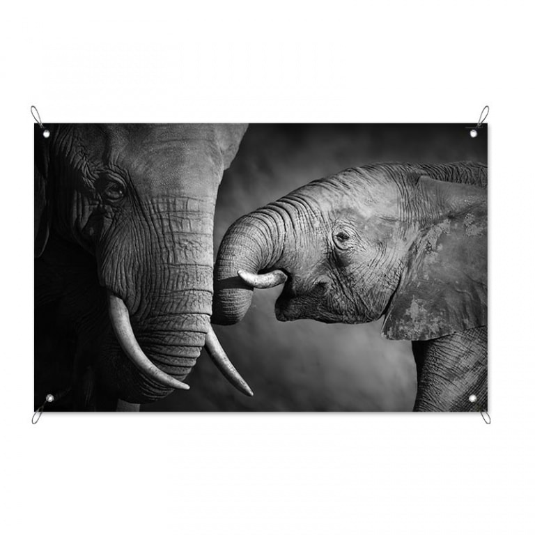 Tuinposter Olifant met jong in zwartwit