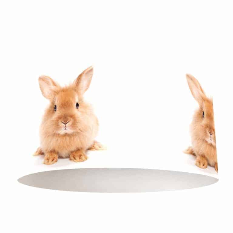 Lampenkap lief konijntje