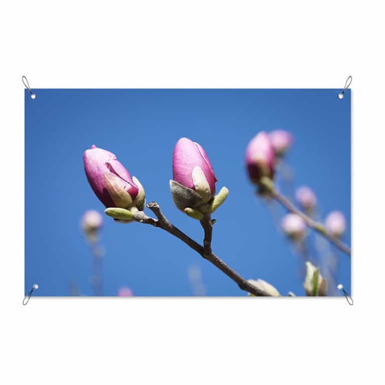 Tuinposter Azalea in knop