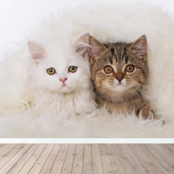 Fotobehang Witte en bruine kitten
