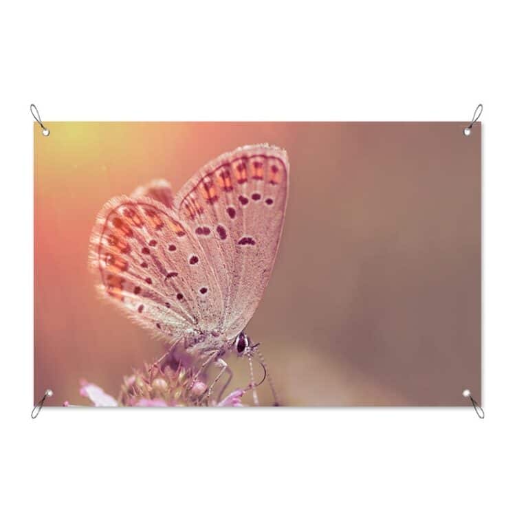 Tuinposter Vlinder op bloem