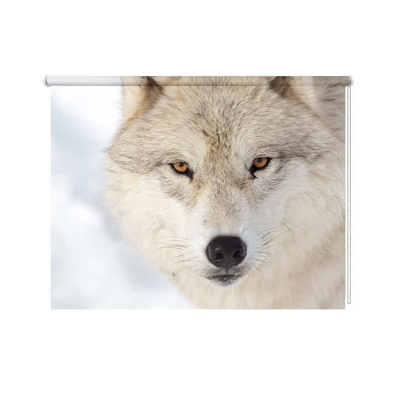 Rolgordijn Wolf close-up