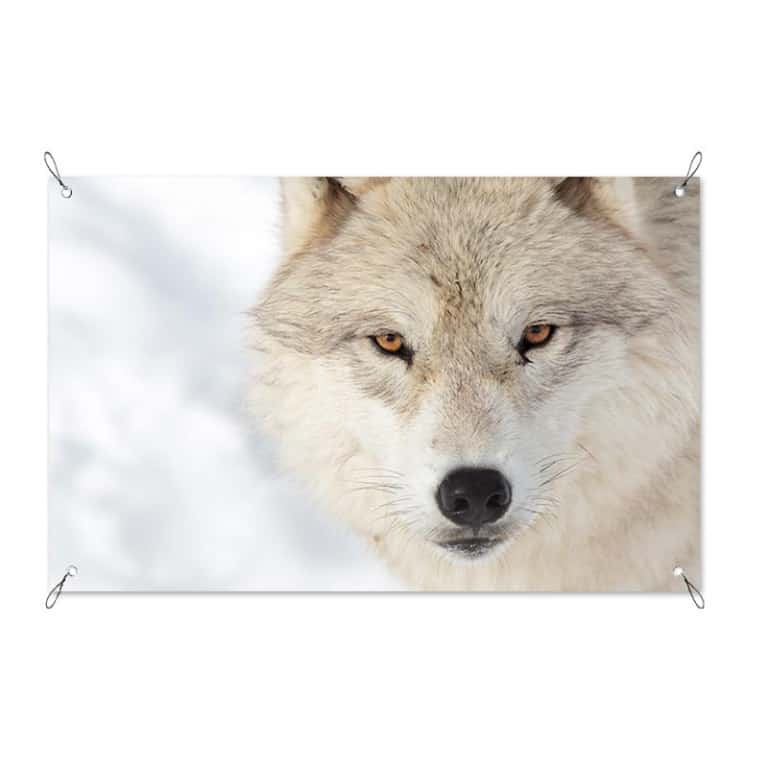 Tuinposter Wolf close up