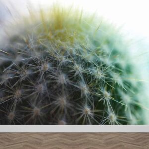 Fotobehang Cactus close-up