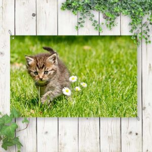 Tuinposter Kitten op onderzoek