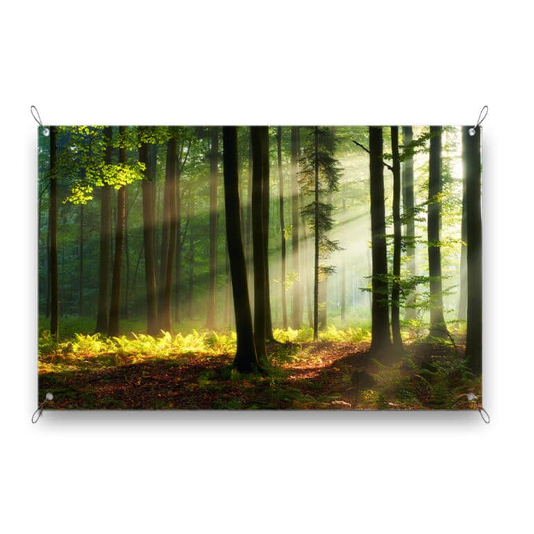 Tuinposter Zonnig lente bos