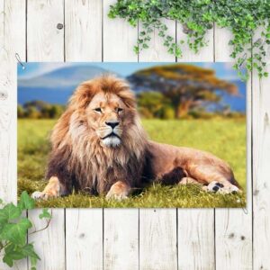 Tuinposter Relaxende leeuw