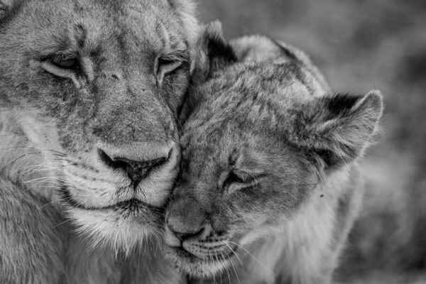 Fotobehang Knuffelende leeuw met jong