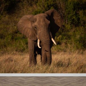 Fotobehang Afrikaanse olifant