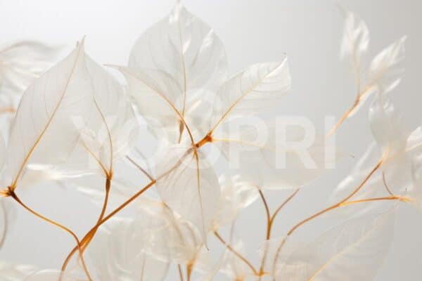 Fotobehang transparante bladeren