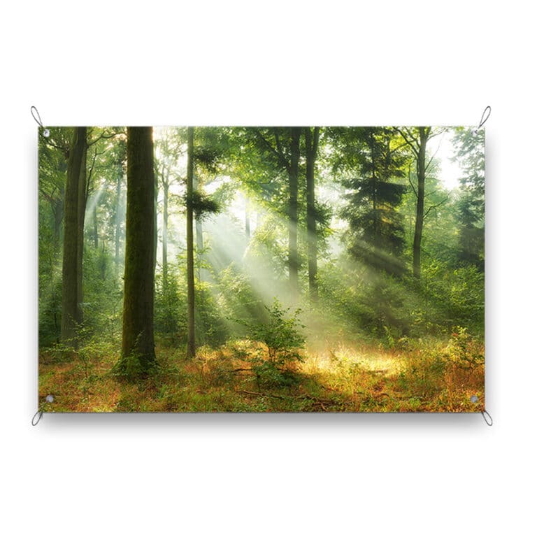 Tuinposter Bos in zonnestralen