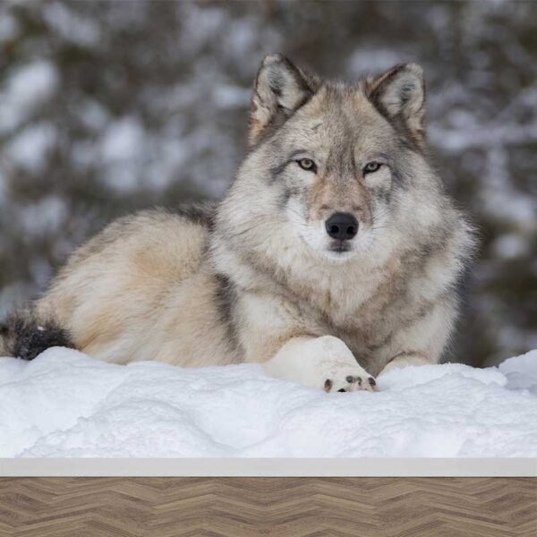 Fotobehang Wolf in sneeuw