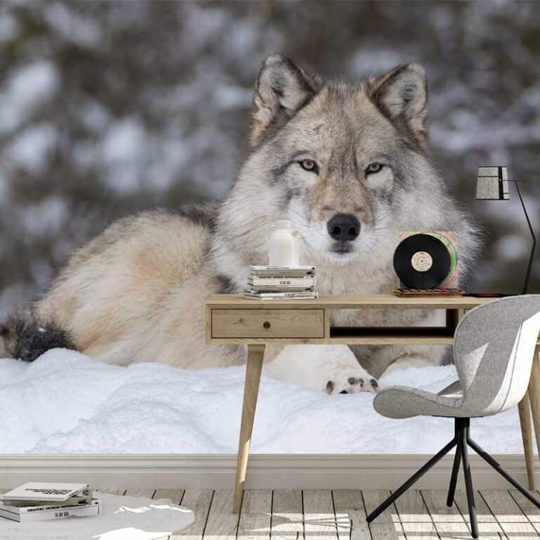 Fotobehang Wolf in sneeuw