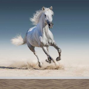 Fotobehang Wit paard in galop