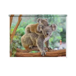 Rolgordijn Koala met jong