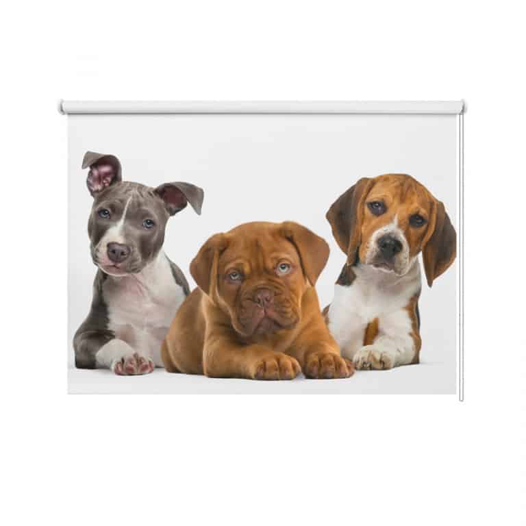Rolgordijn drie puppy's op een rij