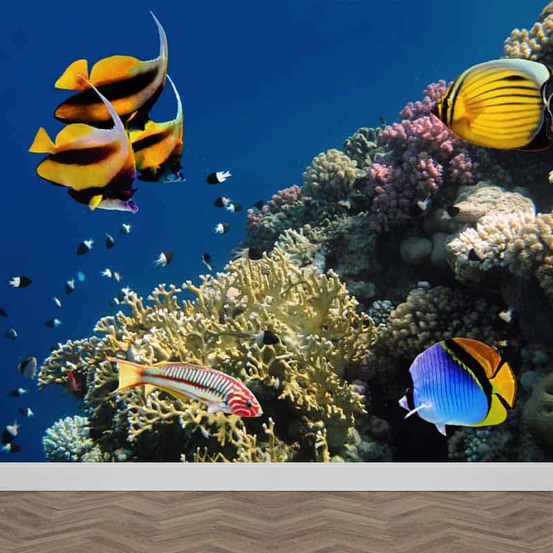 vuist Mompelen Pellen Fotobehang Tropische vissen in aquarium. Op maat gemaakt YouPri.nl