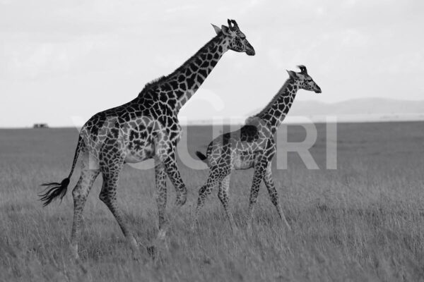 Fotobehang Giraffen duo