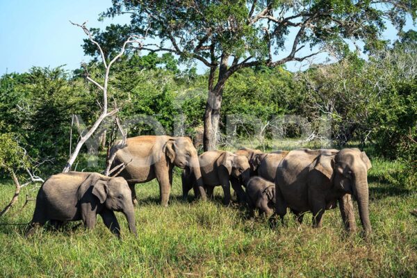 Fotobehang Kudde olifanten