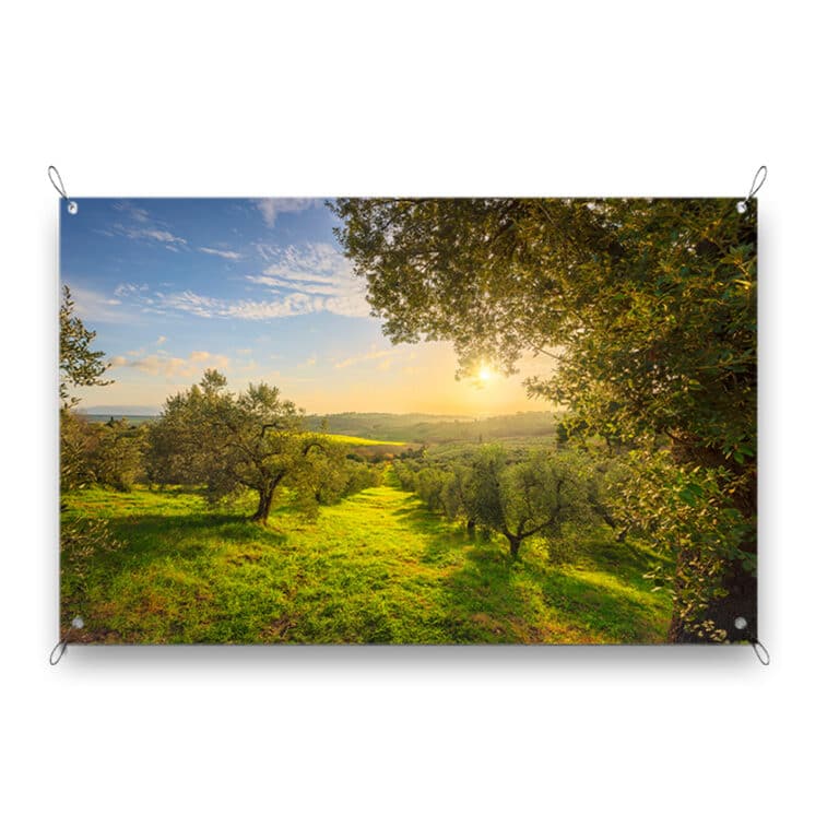Tuinposter Olijfbomen