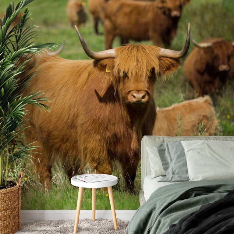 Fotobehang Schotse hooglanders