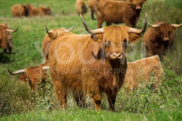 Fotobehang Schotse hooglanders