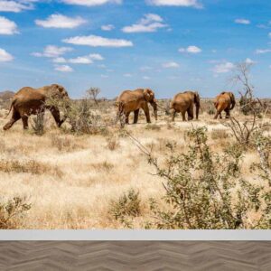 Fotobehang Olifanten in Afrika