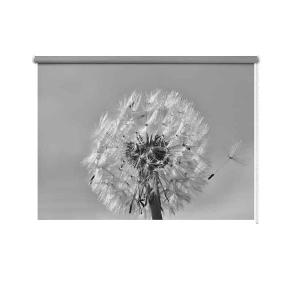 Rolgordijn Dandelion in zwart wit grijs