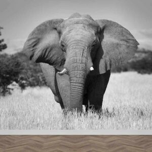 Fotobehang olifant close up zwartwit