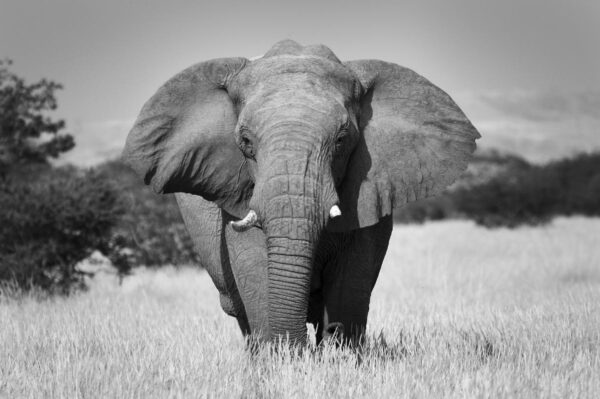 fotobehang olifant close-up zwartwit