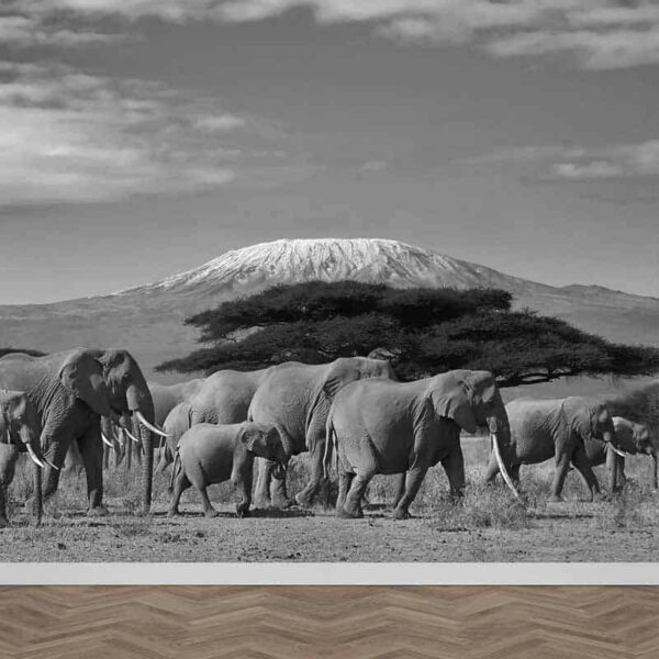 Fotobehang olifanten bij kilimanjaro