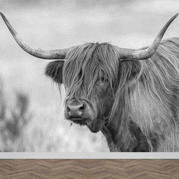 Fotobehang Schotse hooglander koe
