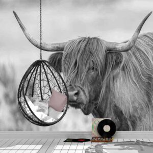 Fotobehang Schotse hooglander koe