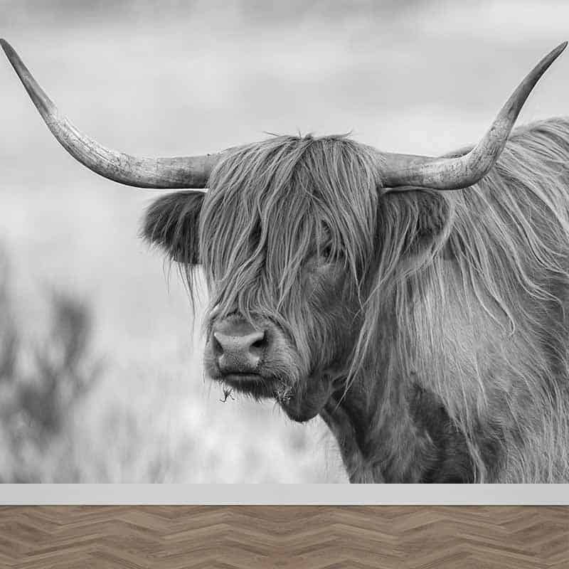 Voorwaarden een kopje Symfonie Fotobehang Schotse hooglander koe - youpri