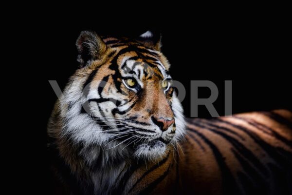 Fotobehang Sumatraanse tijger
