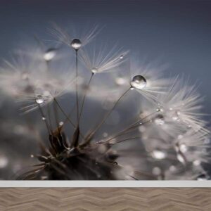 Fotobehang Dandelion met regendruppels