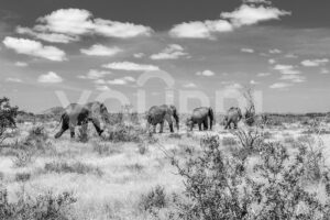 Fotobehang Olifanten in Afrika zwartwit
