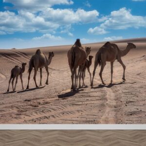 Fotobehang Dromedarissen in woestijn