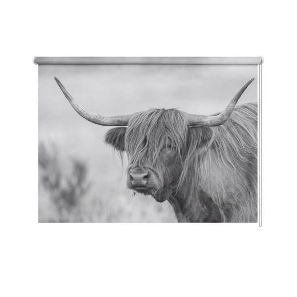 Rolgordijn Schotse hooglander koe
