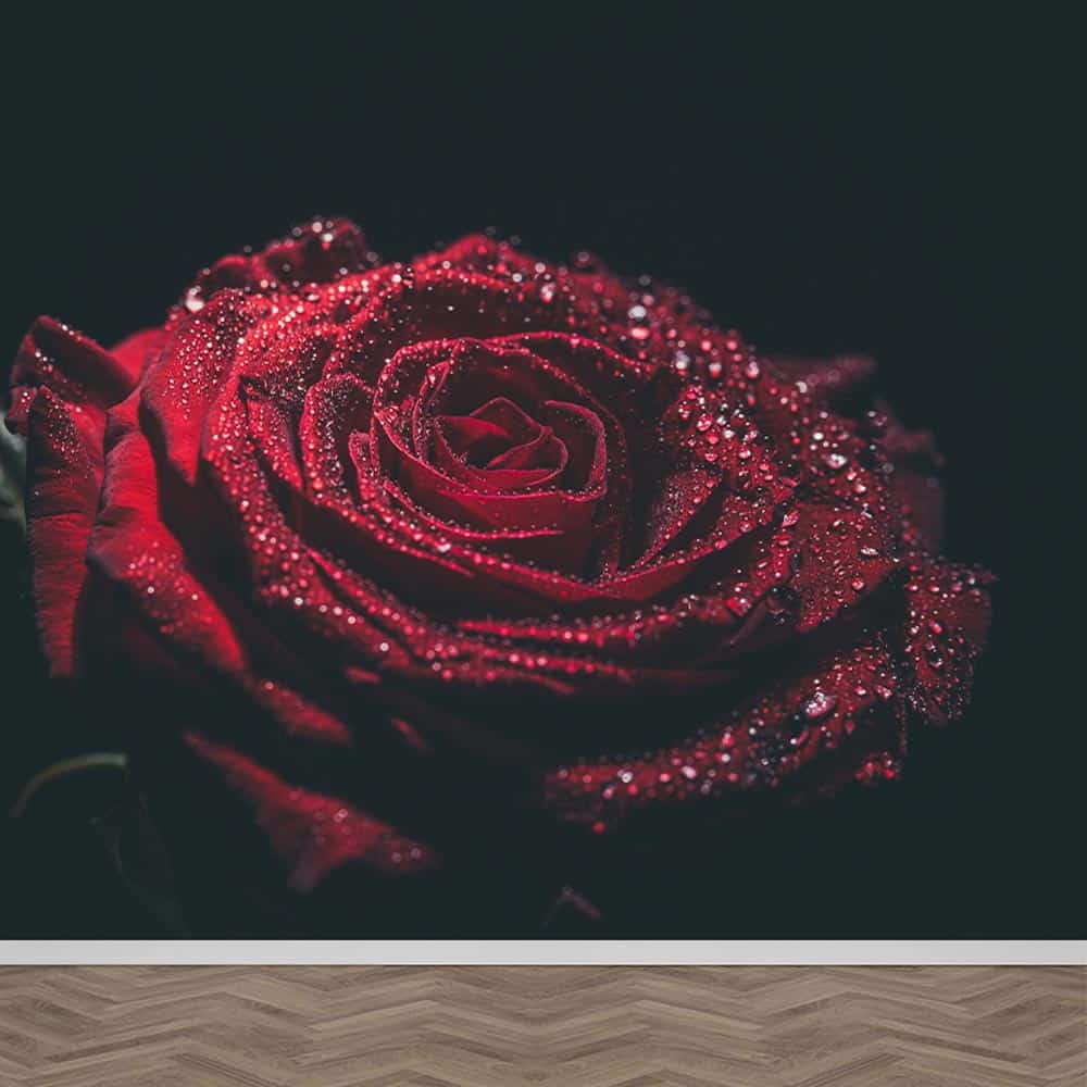 Fotobehang Rode roos met waterdruppels
