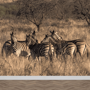 Fotobehang Zebra groep