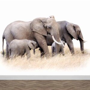 Fotobehang Olifanten familie witte achtergrond