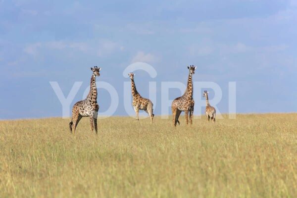 Fotobehang Giraffen op de savanne