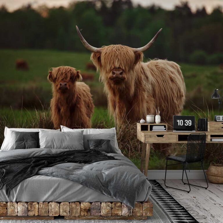 Fotobehang Schotse hooglander met kalfje