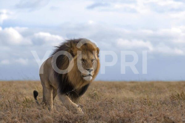 Fotobehang Gevaarlijke leeuw