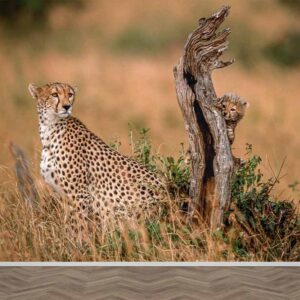 Fotobehang Cheeta met kleintje achter boom