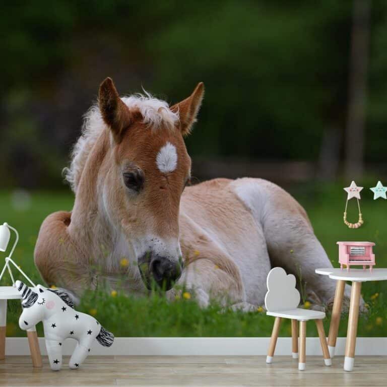 Fotobehang jong veulen