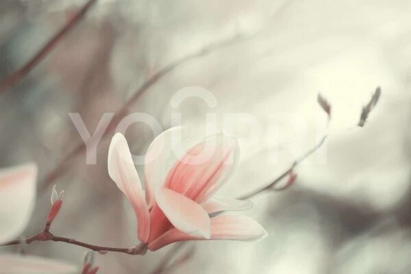 Fotobehang Magnolia bloem